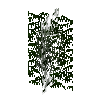 leavesnarrow-grown-cypress-3