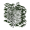 leavesnarrow-grown-cypress-5