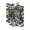 leavesnarrow-placed-cypress-4