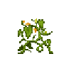 pumpkin-vine-3-blooming