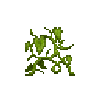 pumpkin-vine-3-normal