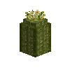 saguarocactus-topflowering