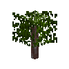 sapling-acacia-snow