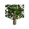 sapling-baldcypress-snow