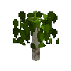 sapling-birch-free