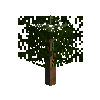 sapling-greenspirecypress-snow