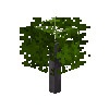 sapling-maple-snow