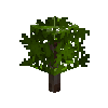sapling-oak-snow