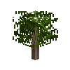 sapling-pine-snow