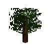 sapling-redwood-free