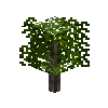 sapling-walnut-snow