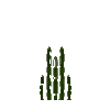 seaweed-top