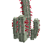 silvertorchcactus