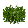 smallberrybush-blueberry-ripe