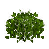 smallberrybush-cranberry-empty