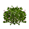 smallberrybush-cranberry-flowering