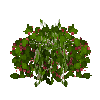 smallberrybush-cranberry-ripe