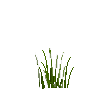 tallplant-coopersreed-land-harvested-free