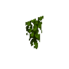 wildvine-end-west
