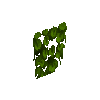 wildvine-tropical-section-east