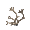 antler-caribou-06