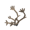 antler-caribou-07
