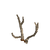 antler-chital-05