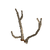 antler-chital-06