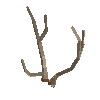 antler-chital-07