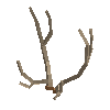 antler-chital-08