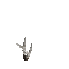 antler-elk-02