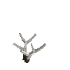antler-elk-03