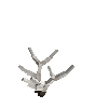 antler-elk-04