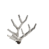 antler-elk-05