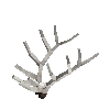 antler-elk-06