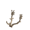 antler-fallow-05