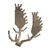 antler-fallow-08
