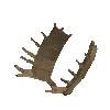 antler-moose-08