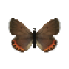 butterfly-dead-acmonbluefemale