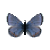butterfly-dead-acmonbluemale
