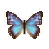 butterfly-dead-aegamorphobluefemale