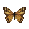 butterfly-dead-aegamorphobrownfemale