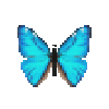 butterfly-dead-aegamorphomale
