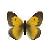 butterfly-dead-africancloudedyellowmale