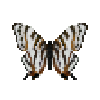 butterfly-dead-africanmapwing