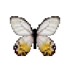 butterfly-dead-amberphantom