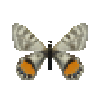 butterfly-dead-apollobutterflyfemale