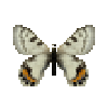 butterfly-dead-apollobutterflymale