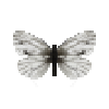 butterfly-dead-arcticwhitefemale
