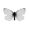 butterfly-dead-arcticwhitemale